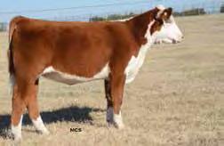 4508 is big hipped, big topped, and cool fronted. She is a young deep-bodied female with great hair. Not only will she be a good junior show prospect but will make an outstanding cow.