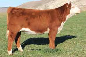 Lot 5 GCC Ladysport Trust Me ET 5 6 Lot 6 C Bailees McKee 4285 ET We feel Trust Me is a big time show and donor prospect offered in this sale.
