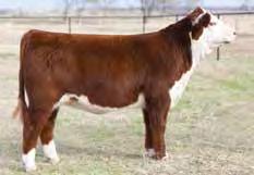 Trust Me is out of the immortal, Ladysport 78P cow, which has written her own story in the Hereford breed as being one of the most sought after pedigrees that has topped numerous sales across the