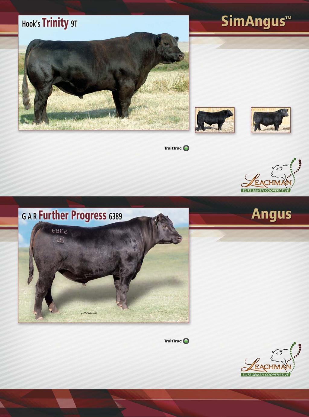 $13,861-0.09-35 Heterozygous Black Rarely does a sire exceed all expectations once he is proven.