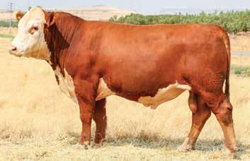 05/109 Take a look at the EPD spread on this cherry red bull. He is a real eye catcher.