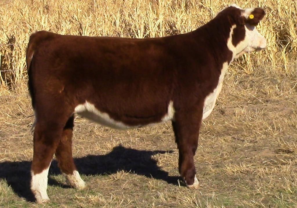 heifer. She is sweet fronted and carries plenty of natural thickness all the way back. Retaining a flush. Horned +5.