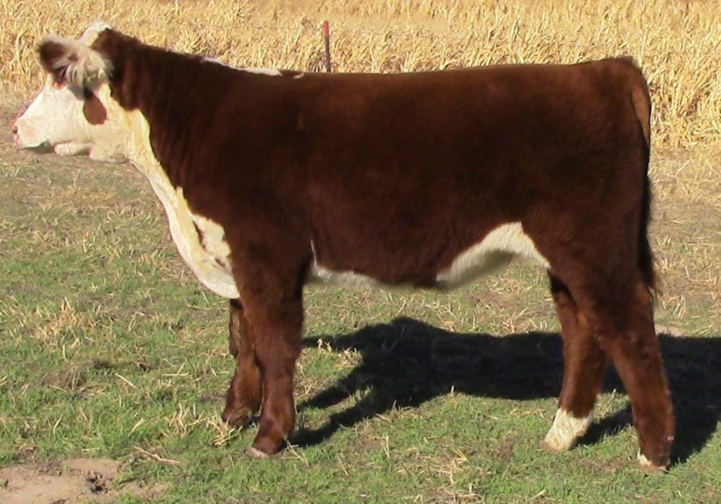LOT 11 STEER MRI SHENANIANS 067 (P43736423) March 28, 2016 Sire: H W4 MRI Brother Grizzly 121 ET