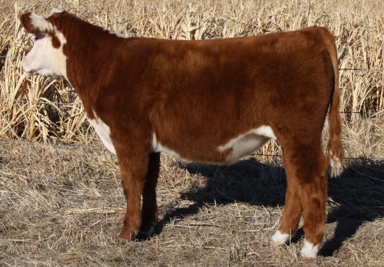 He is wide based and packs muscle. He will be a small, square made steer that will win for you.