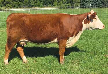 32B has the signature P606 udder. Pregnant to March 26, 2017, breeding to KCF Bennett Revolution X51. Lot 13 MGM P606 Gloria 32B ET Steer 4E 13A MSU Revolution 4R sired steer. Descurred.