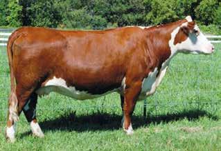 MISS ADV 786G 1ET Cows with fall calves MGM Polled Herefords SPEARHEAD MAGNUM P28 {DLF,HYF,IEF} STAR P28 LIBBEY 195T {DLF,HYF,IEF} P42774425 STAR P606 LIBBIE 336R ET FELTONS MAGNUM 434