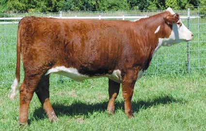 Rachael Cow Family MGM Polled Herefords & Lot 22 MGM Next Gen Twice Rachael 22 MGM NEXT GEN TWICE RACHAEL {DLF,HYF,IEF} P43371525 Calved: Sept.