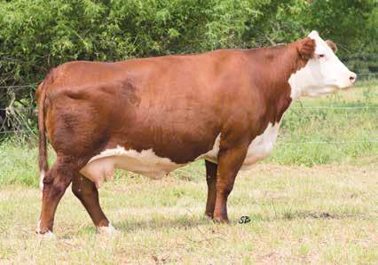Rachael Cow Family MGM Polled Herefords & Lot 24 MGM Next Gen Legacy Rai 390 ET MGM NEXT GEN LEGACY RAI 390 ET 24 P43231787 Calved: Sept.