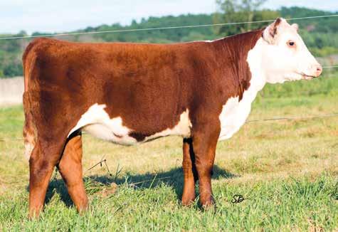 09 Dam is a maternal sister to Melissa Grimmel s highly successful LCC TG Be My Merry Time 7B heifer.