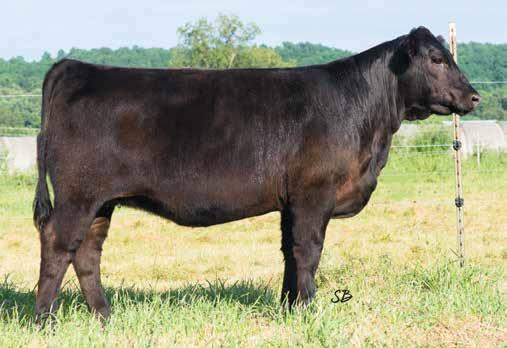Angus Lots The Angus cattle represented in this sale are a result of two of our strongest cow families. The Empress family has been known to produce high volume cattle with built in performance.