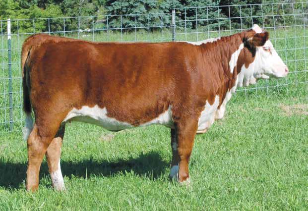 MGM Polled Herefords Lot 1 MGM Booming Sensation 028X 1 MGM BOOMING SENSATION 028X P43806034 Calved: Oct.