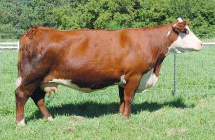 Donor Dams MGM Polled Herefords 6 Lot 6 Westcrest Roxie T1 WESTCREST ROXIE T1 {DLF,HYF,IEF} P42853944 Calved: June 15, 2007 Tattoo: LE T1 BR MOLER ET {CHB}{DLF,IEF} P42516026 DM L1 DOMINETTE 820