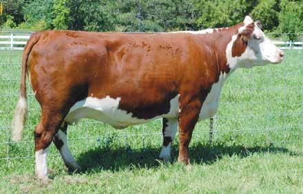 Embodies the great maternal traits, fertility and longevity of the Westcrest line. Pregnant to July 2, 2017, breeding to NJW 73S W18 Hometown 10Y ET.