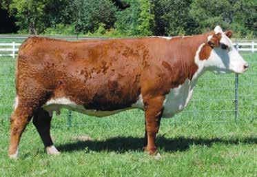 Pairs with spring heifers MGM Polled Herefords 8 MGM ROSIE DAYS 31Y P43294879 Calved: Nov.