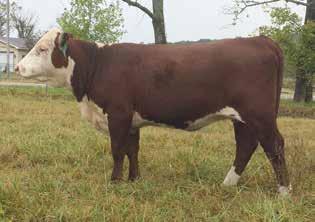 22); FAT 0.025 (.09); REA 0.31 (.11); MARB 0.06 (.08); BMI$ 14; CEZ$ 15; BII$ 12; CHB$ 21 If you like cows with that big, broody, soggy look, then take a peek at 616.