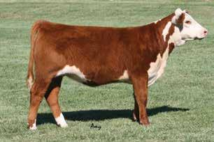 47 (.17); BMI$ 26; CEZ$ 17; BII$ 22; CHB$ 36 This bull has the benefits of his sire, but with a moderate, mature size (65th percentile). MARB in the top 1% of the breed; BMI$ and CHB$ in the top 5%.