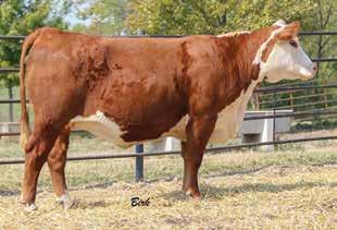 Consigned by Decker Herefords 573-819-0837 jared.e.decker@gmail.com Lot 25 JSD 1101 Z80 Big Time 1605 26 PRF 92Y ALLIE 322A P43444805 Calved: Oct.