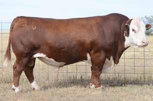 32 33 BULL H2 719T HEAD OF THE CLASS 00D {DLF,HYF,IEF} P43807918 Calved: March 7, 2016 Tattoo: LE 00D/RE H2 DRF JWR PRINCE VICTOR 71I {SOD}{CHB} HRP THM VICTOR 109W 9329 {SOD} TH 122 71I VICTOR 719T