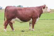 Whether you re a commercial cowman looking for the superior black baldies or a purebred breeder in search of improvement and some fresh genetics, this individual will put your herd at the head of the
