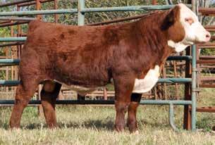 Pick of Three Herd Bull Prospects Kaczmarek 4K Herefords is proud to present America s first lot of Churchill Kickstart 501C ET bulls.