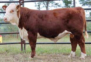 Hand-picked along with Joe Rickabaugh, we believe they will be the cornerstone to building a great herd. Terms of Sale: Kaczmarek Herefords is selling full possession and 2/3 semen rights.