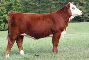 04); BMI$ 18; CEZ$ 16; BII$ 15; CHB$ 25 This March heifer will make a great show prospect or a replacement heifer. She comes from a hardworking cow family. Check her out on sale day.