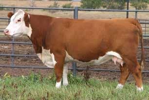 30); BMI$ 27; CEZ$ 19; BII$ 24; CHB$ 32 GE_EPDs A proven daughter of acclaimed cow maker, Revolution. She combines the data, the look and production record.