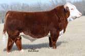 13); BMI$ 17; CEZ$ 17; BII$ 13; CHB$ 25 Janet is without a doubt one of the best young cows we have raised, an own daughter of MSU TCF Revolution 4R.