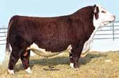 Consigned by Aces Polled Herefords 417-499-6694 dlfanning.acelivestock@yahoo.