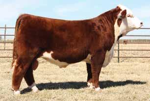 , at the age of 11. Bred AI May 6, 2017, to Churchill Sensation 028X, then pasture exposed May 12 to July 1, 2017, to ECR HW 215 Domino 6001 (43750256), our exciting new Cooper bred 215Z son.