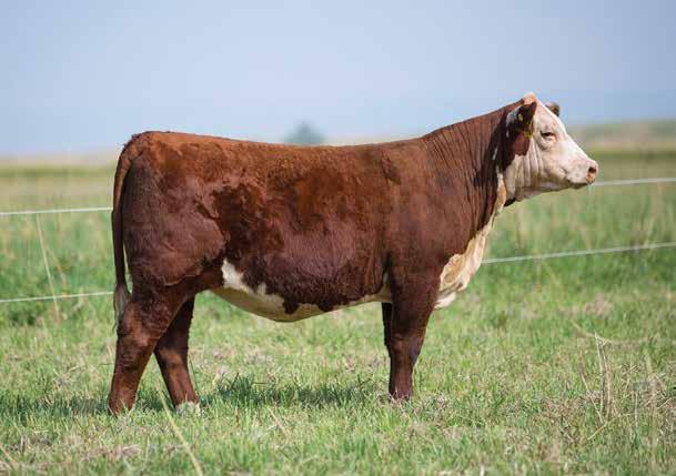 04 $22 $19 $26 E135 starts off the fall born open heifer offering. E135 sure shows off the depth and dimension that Schatzee Z712 brings to bear.