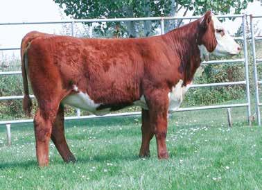 04 $31 $25 $29 Flexible, wide, deep, and has the front end poise and attitude that gets your attention. Plus she s a lady her donor dam has as much look as any Hereford cow we have come across.