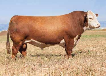 REFERENCE SIRES ILR HOMETOWN 332A ET POLLED BD: 3/7/13 AHA#: 43385499 NJW 73S W18 HOETOWN 10Y ET x NJW 43T 4037 FOREVER DENA 28X ET Powerfully constructed 10Y son with depth, muscle definition and