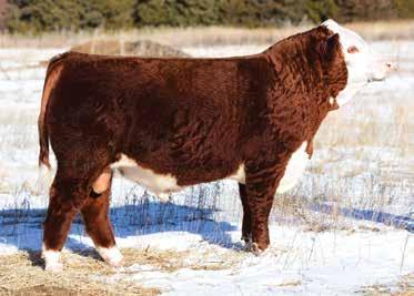 Owned with Iron Lake Ranch, Hoffman Herefords and Lucky U Cattle. Some of the bred heifers checked safe in calf to 4140B.