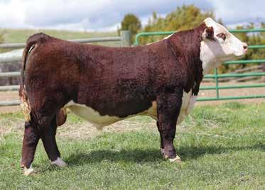 the most widely admired bulls in the yards at the last winter NWSS. 737 is dark charry red with great pigment, has a huge hip and is free moving.