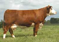 17 $31 $25 $31 D160 is the perfect heifer to lead things off; sired by 332A and out of a direct daughter of Beth IL by Mr. Maternal.