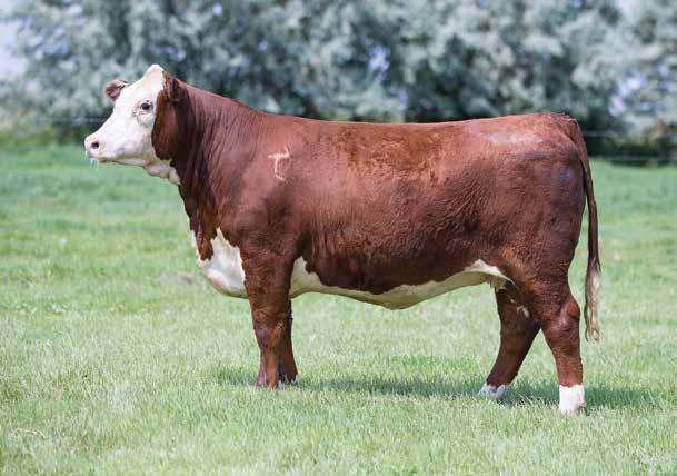 BRED REPLACEMENT HEIFERS Lot 4 Lot 3 4 LJE 332A Hometown 623 3 E 332A Edna D157 POLLED BD: 9/24/16 AHA#: 43758967 ACT. BW: 68 LBS.