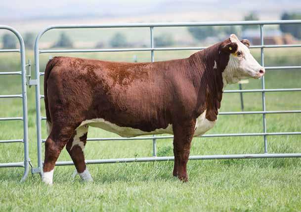 BRED REPLACEMENT HEIFERS Lot 5 Lot 6 5 E 332A Edna D159 POLLED BD: 9/25/16 AHA#: 43758958 ACT. BW: 90 LBS.