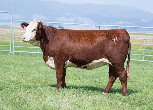 12 $21 $18 $26 Deep ribbed, soggy, dark red heifer that goes back to some outstanding Remitall bred individuals as well as Harvie s 51F cow.