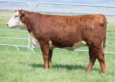 BRED REPLACEMENT HEIFERS 9 E X84 Victoria D123 POLLED BD: 8/13/16 AHA#: 43758971 ACT. BW: 72 LBS.