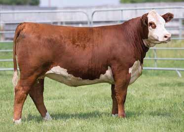 17 $22 $19 $30 Daughter of X84, a sire that left us with some really good cattle. The Braxton 719 influence assures calving ease. D123 should prove out to be a very useful individual.