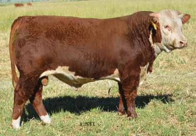 A bull who couples growth with carcass quality and backed by strong ratios. Top 1% WW, YW, CHB. Top 10% REA, Marb. Ratio d: WW 109, YW 109, REA 112, Marb 115.