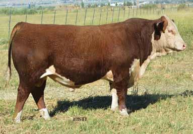 High performing bull that will bring weight and pounds to the scale, but most importantly assemble females for the keeper pen. Top 10% CED, BW, Marb, CHB. Top 15% WW, Milk.
