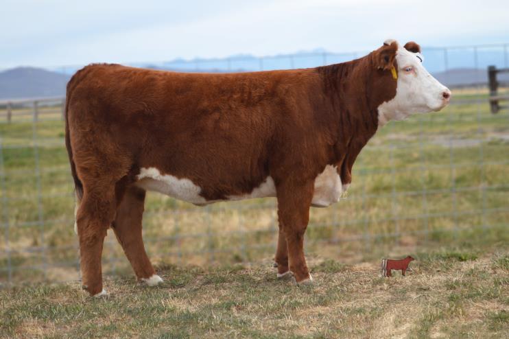 13 Reg. # 43617213 Horned DOB: March 07, 2015 Sire: CHURCHILL SENSATION 028X Dam: Chan Lady Role Model V235.4 51 78 33 59 4.7 70 1.3.036.36.23 C CHANDLER 0100 This moderate framed heifer is a real standout.