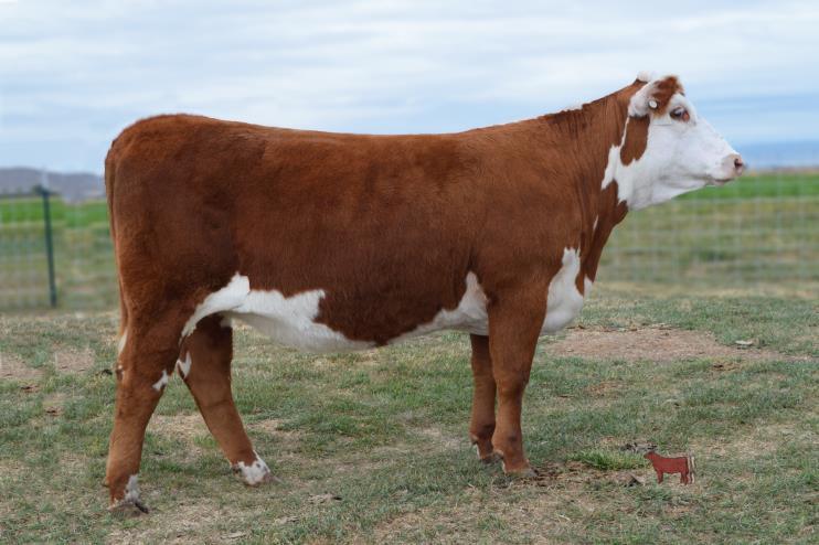 15 Reg. # 43615526 Horned DOB: April 01, 2015 Sire: CHAN HARLAND 6 Dam: CHAN MS 2010 GOLD 18 2.2 51 89 18 43 2.4 99 1.2.033.35.21 This heifer has brood cow written all over her.
