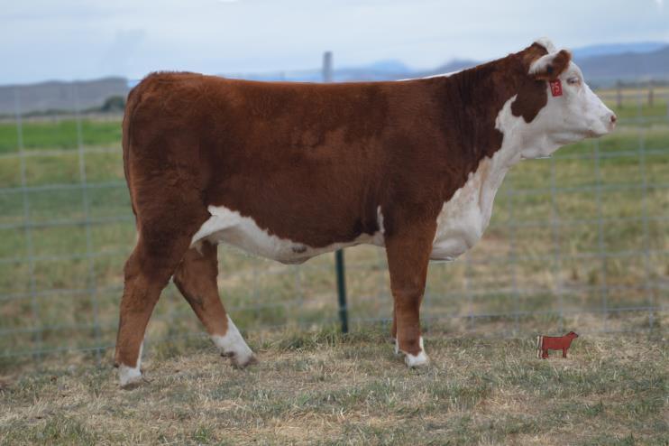 16 Reg. # 43608633 Horned DOB: April 14, 2015 Sire: CHAN 0100 T330 Dam: CHAN MS FINE GOLD 8 2.7 49 86 17 42.5 107.9 -.006.62.09 Y408 is a great individual with lots of capacity.