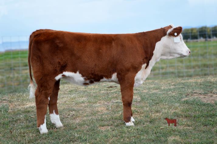 12 Chan 0100 V250 Z326 is a smooth feminine type of heifer with structural correctness and the looks of a
