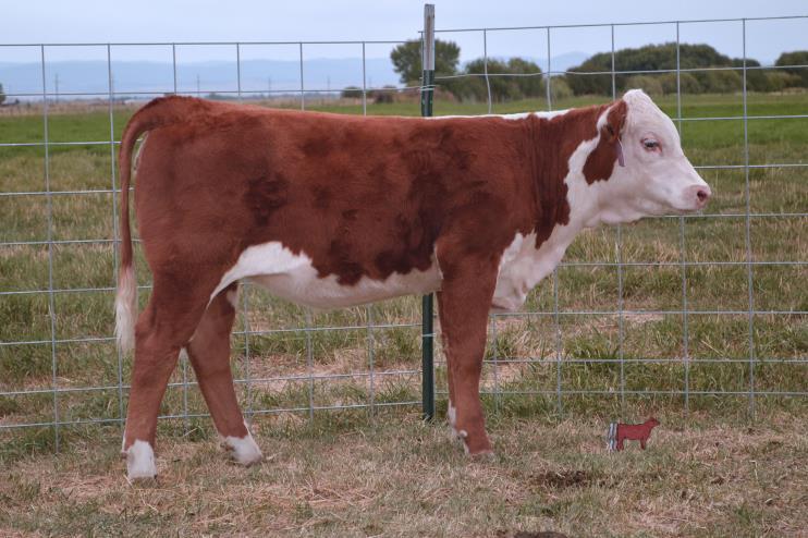 02 : Chan Secret Weapon 2 Z449 is one of the youngest heifers in this years sale, but she is ready to