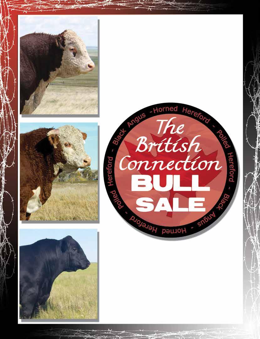 Featuring 92 Bulls from: BJ Cattle Co.