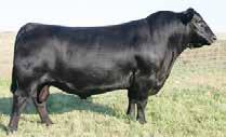 We all know how well Density daughters have produced, and with a splash of Jilt and Harvestor in this guy we